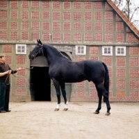 Picture of mamorie 11, german thoroughbred, north german farmhouse