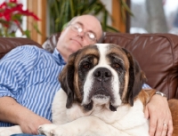 Picture of Man asleep next to his Saint Bernard