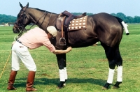 Picture of man checking girths on polo pony at smiths lawn