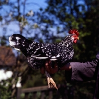 Picture of man holding an aconana bantam chicken