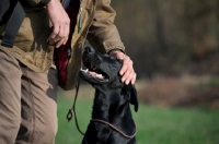 Picture of man petting black labrador