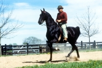 Picture of man riding and american saddlebred, 