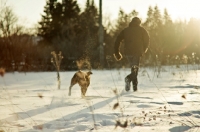 Picture of Man running with Boxer through field