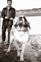 Picture of Man trying to reign in his Saint Bernard