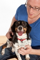 Picture of man with Dachshund x Beagle mix (also known as Doxle, Doxie, Beaschund)