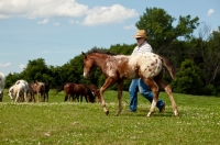 Picture of man with young Appaloosa horse