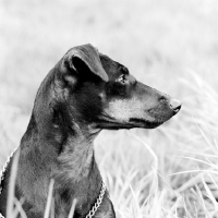Picture of manchester terrier head in profile
