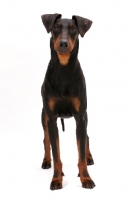 Picture of Manchester terrier in studio, front view