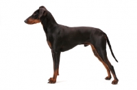 Picture of Manchester terrier in studio, posed