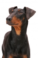 Picture of Manchester terrier in studio, portrait