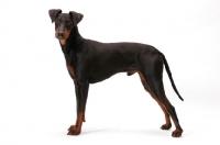 Picture of Manchester terrier in studio, side view