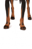 Picture of Manchester Terrier legs, Black with Tan Markings