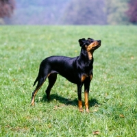 Picture of manchester terrier looking up