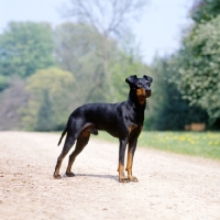 Picture of manchester terrier on path