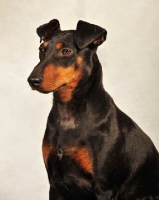 Picture of Manchester Terrier portrait in studio