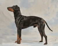 Picture of Manchester Terrier side view