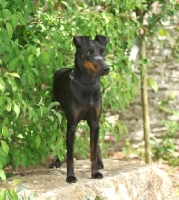 Picture of Manchester Terrier standing in greenery