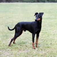 Picture of manchester terrier