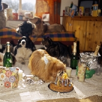 Picture of mandy, pekingese at her birthday party with dogs and sheep as guests