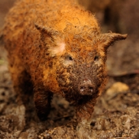 Picture of mangalista pig foraging in mud