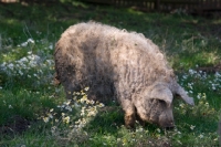 Picture of Mangalitza (aka curly-hair hog) in field