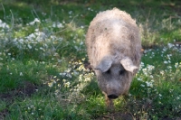 Picture of Mangalitza (aka curly-hair hog) on grass