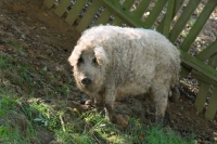 Picture of Mangalitza (aka curly-hair hog)