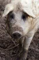 Picture of Mangalitza (aka curly-hair hog)