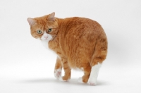 Picture of Manx cat back view, Red Mackerel Tabby & White colour