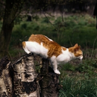 Picture of manx cat climbing over log