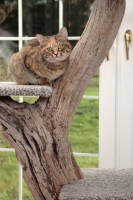 Picture of Manx cat crouching in cat tree