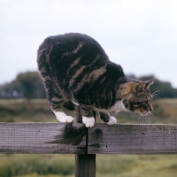 Picture of manx cat crouching on a fence