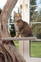 Picture of Manx cat in cat tree