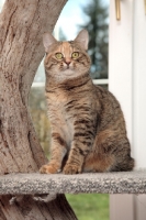 Picture of Manx cat in cat tree