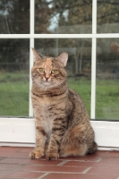 Picture of Manx cat in front of window