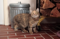 Picture of Manx cat in kitchen