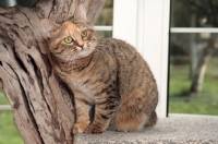 Picture of Manx cat leaning against cat tree