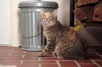 Picture of Manx cat near rubbish bin
