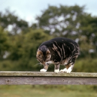 Picture of manx cat on a gate