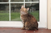 Picture of Manx cat on floor