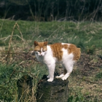 Picture of manx cat perching on a log