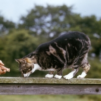 Picture of manx cat receiving encouragement to walk for photography