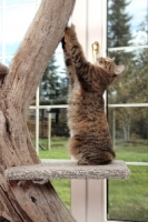 Picture of Manx cat scratching in cat tree