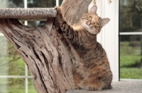 Picture of Manx cat sitting in cat tree