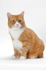 Picture of Manx cat sitting on white background, Red Mackerel Tabby & White colour