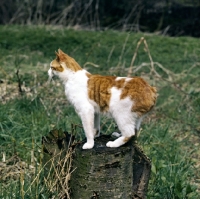 Picture of manx cat standing on a log