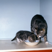 Picture of manx cat watching a kitten drinking from bowl