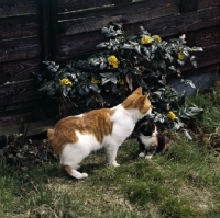 Picture of manx cat with kitten