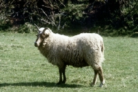 Picture of manx loaghtan sheep side view