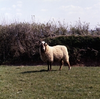 Picture of manx loaghtan sheep